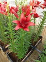 [5692 DJ LA-03 No01.JPG]